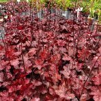 Heuchera hybridná (Heuchera hybrida) ´FIRE CHIEF´® výška: 20-30 cm, ∅ 20-30 cm, kont. C2L